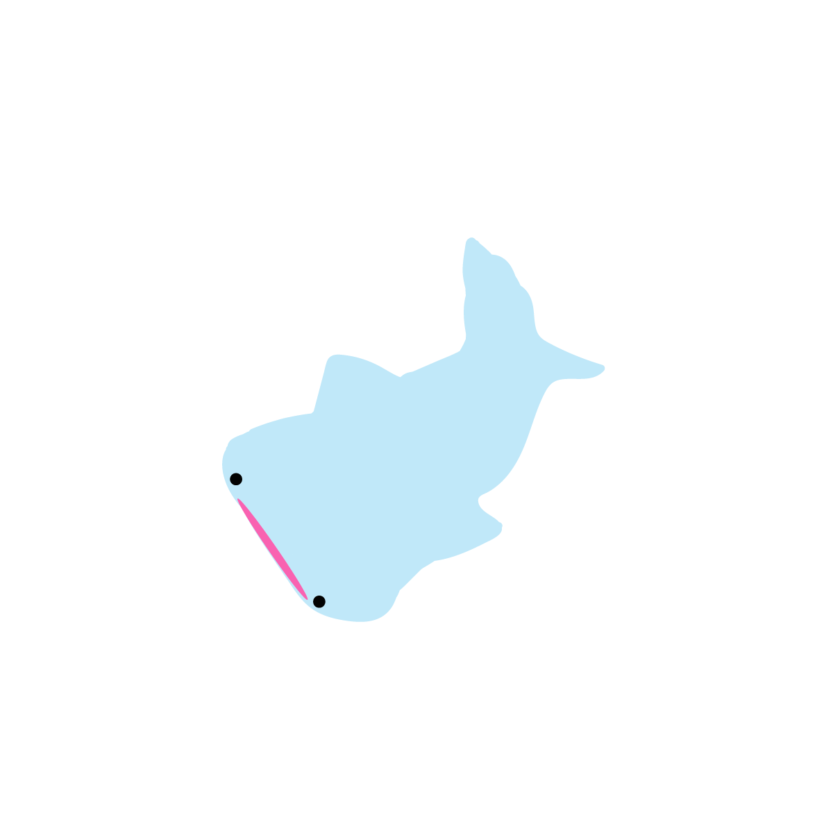 ジンベエザメ
